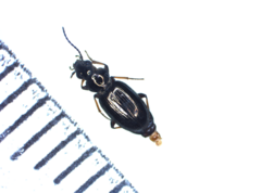 Bembidion properans