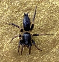 Herpyllinae
