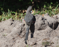 White-Backed Mousebird photo 2