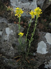 Erysimum maremmanum