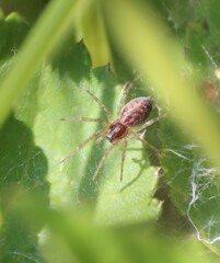 Allagelena gracilens