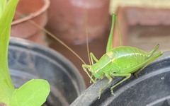 Barbitistes fischeri