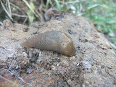 Limax corsicus