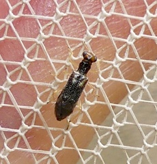 Phyllobaenus verticalis