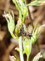 Pterotmetus dimidiatus