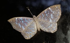 Ionotus alector