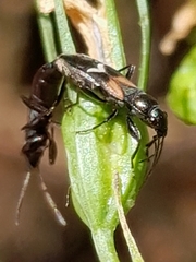 Pterotmetus dimidiatus