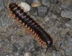 Appalachioria separanda