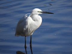 Egretta garzetta