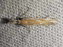 Pleurota honorella