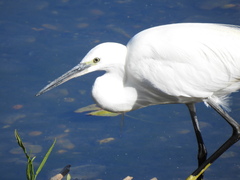 Egretta garzetta