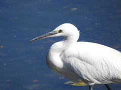Egretta garzetta
