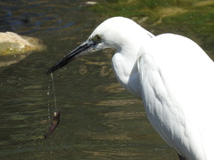 Egretta garzetta