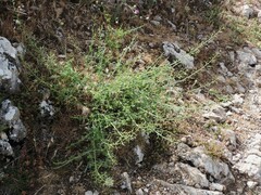 Scrophularia canina canina