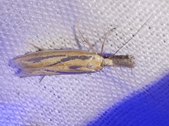 Pleurota honorella