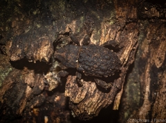 Poropterus variabilis