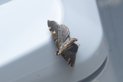 Luma sericea