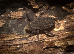 Poropterus variabilis