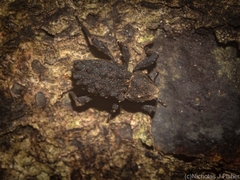 Poropterus variabilis