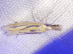 Pleurota honorella