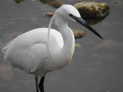 Egretta garzetta