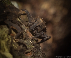 Poropterus variabilis