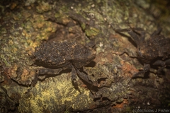 Poropterus variabilis