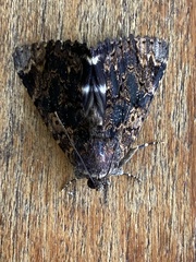 Catephia