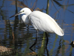 Egretta garzetta