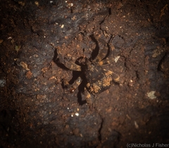 Methidrysis afflicta