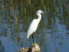 Egretta garzetta