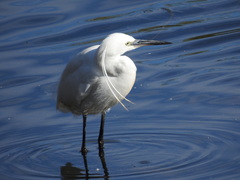 Egretta garzetta