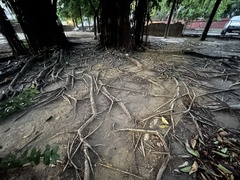 Ficus elastica