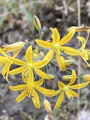 Bloomeria crocea