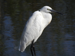 Egretta garzetta