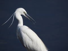 Egretta garzetta