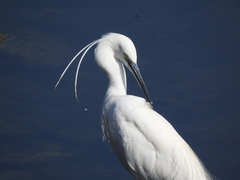 Egretta garzetta
