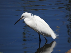 Egretta garzetta