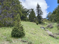 Pinus balfouriana