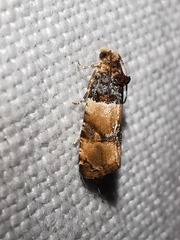 Lobesia artemisiana