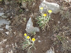 Pentanema montanum