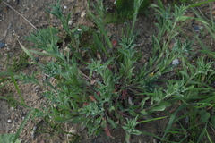 Berteroa incana