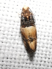 Lobesia artemisiana