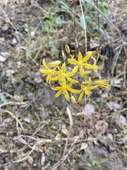 Bloomeria crocea
