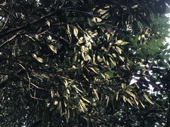 Lithocarpus brevicaudatus