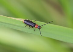 Silis ruficollis