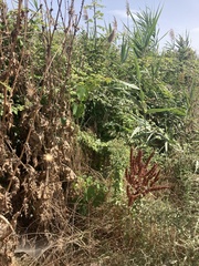 Euphorbia hirsuta