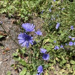 Cichorium intybus intybus