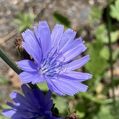 Cichorium intybus intybus