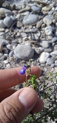 Salvia thymoides